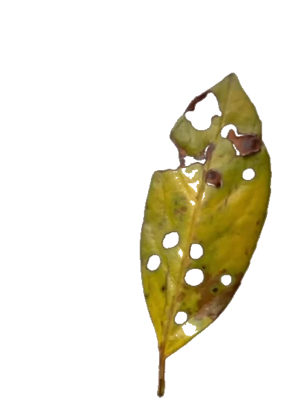 Ein Blatt das sich um die eingene Achse dreht
