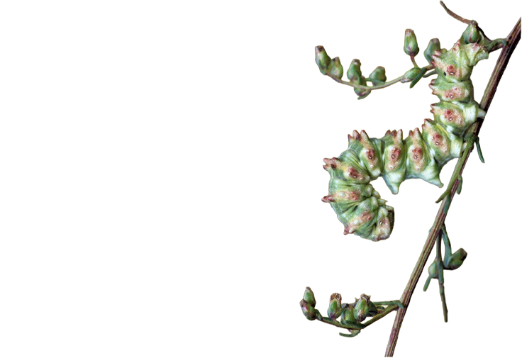 eine Raupe