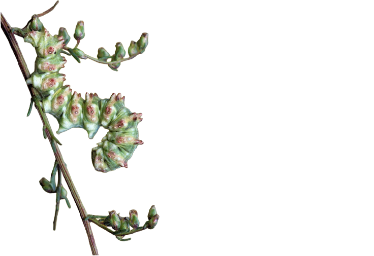 eine Raupe